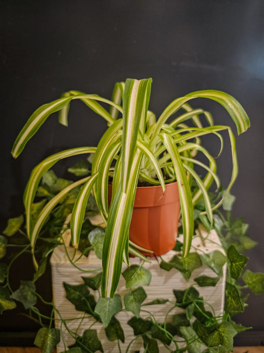 Chlorophytum - Spider Plant Plant Paradise By Gemma