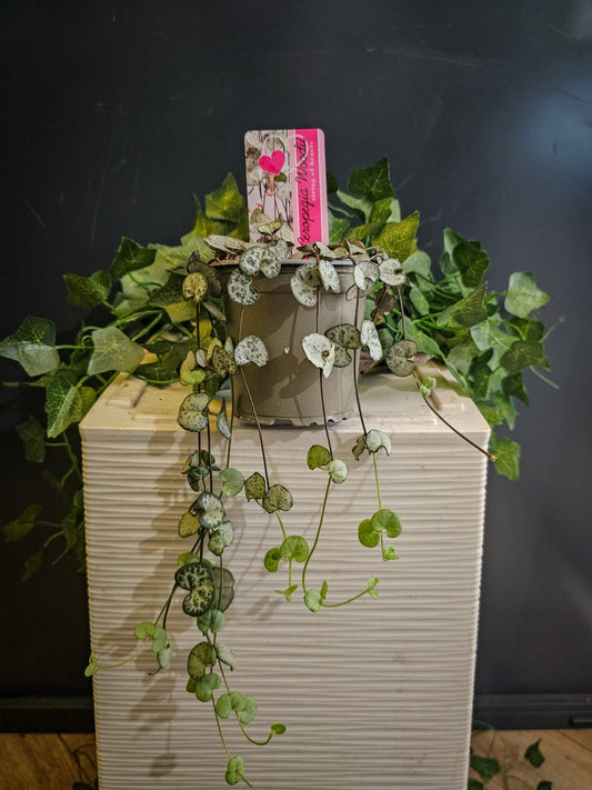 Ceropegia Woodii - String of Hearts - Houseplant