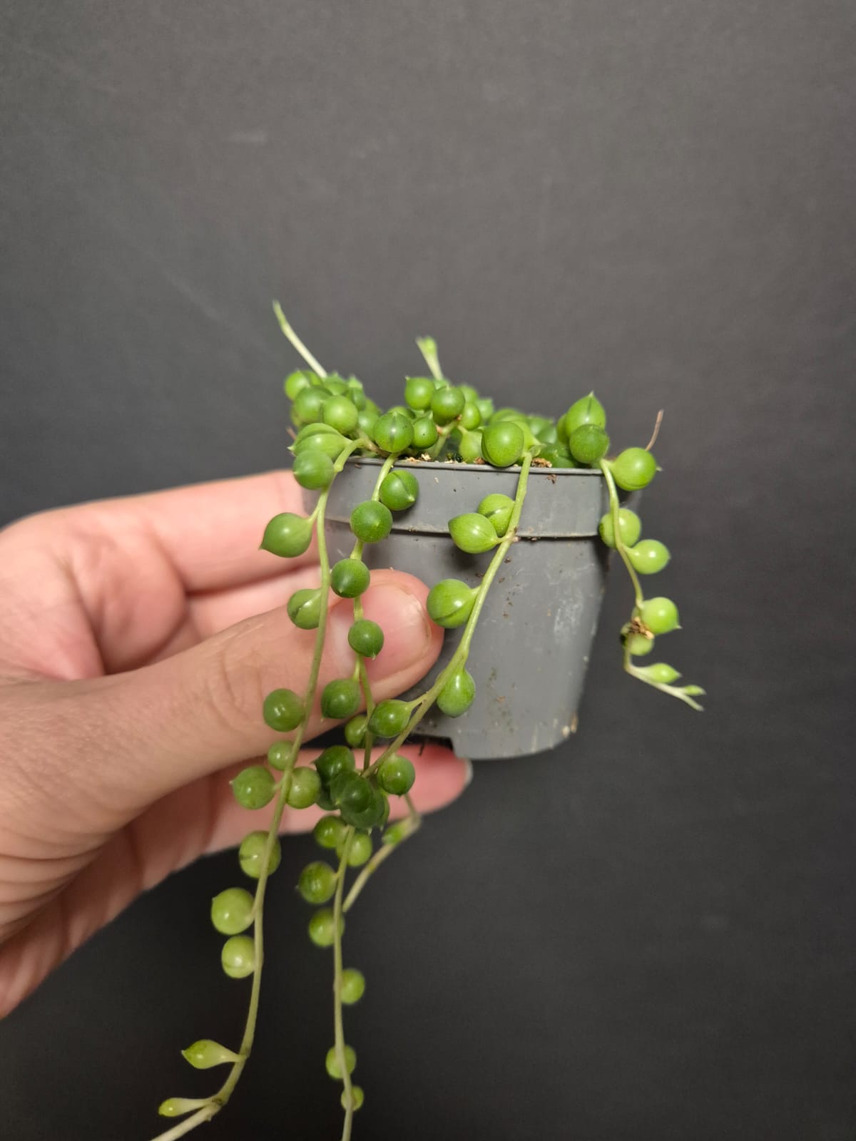 String Of Pearls - Senecio rowleyanus | Houseplants