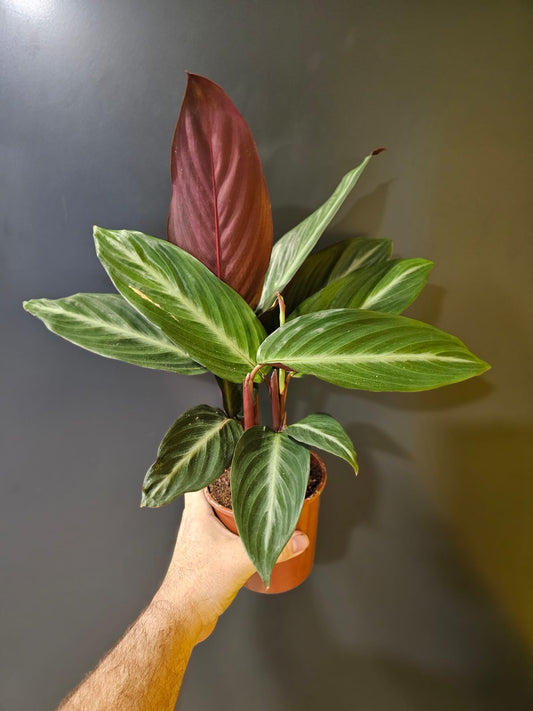 Stromanthe Sanguinea Stripestar | Houseplant Plant Paradise By Gemma