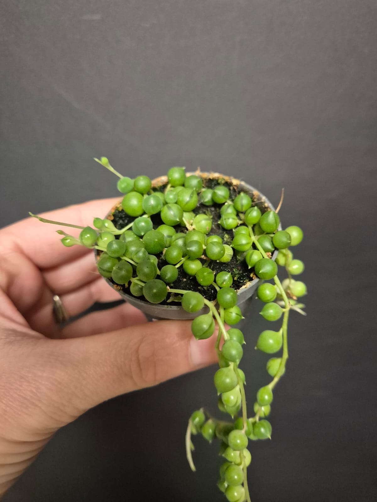 String Of Pearls - Senecio rowleyanus | Houseplants