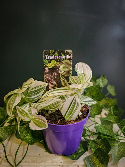 Mini Tradescantia Nanouk - Inch Plant