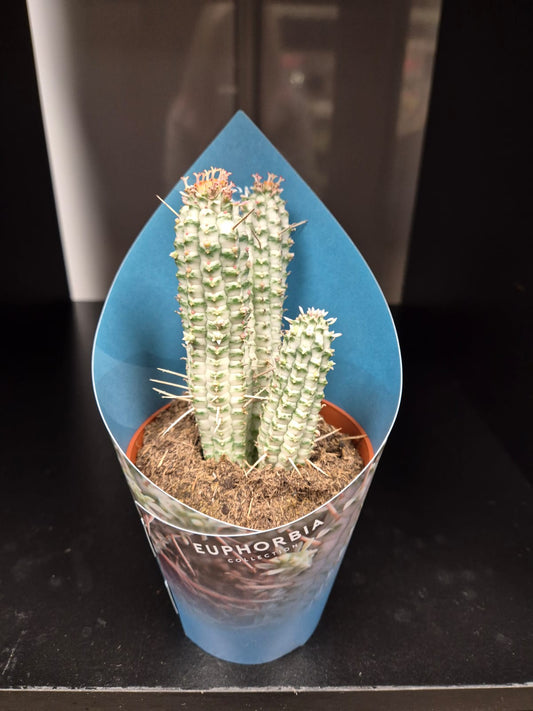 Euphorbia | variegated Indian Corn Cob | Houseplant | 8cm