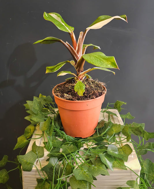 Philodendron White Knight | Houseplant Plant Paradise By Gemma